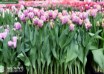 Tulipa Crunchy Cummins ® (1)